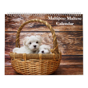 2026 Maltipoo Maltese Puppy Calendar