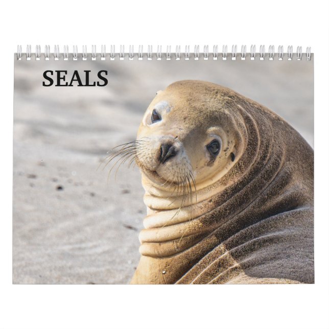 2026 Sea Lion Seals Calendar (Cover)