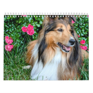 2026 Sheltie Calendar