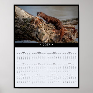 2027 American Mink Wall Calendar - Wildlife Poster