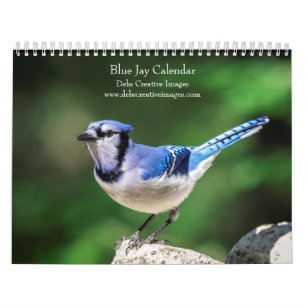 2027 Blue Jays   Backyard Bird Photography Calendar