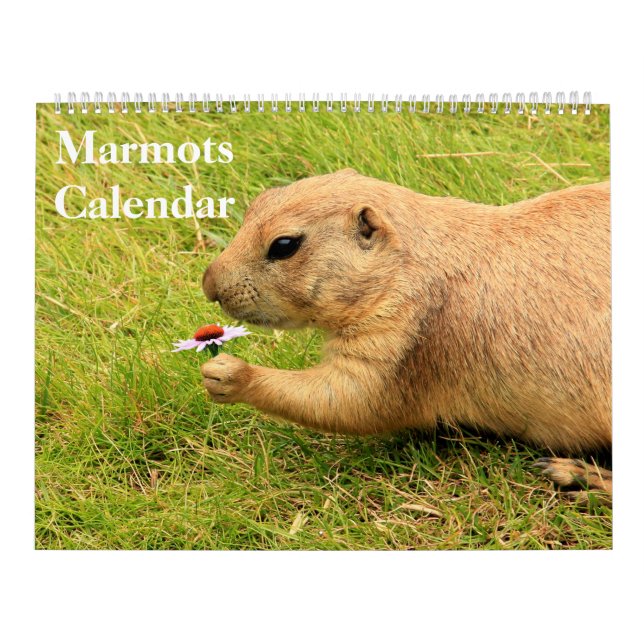 2027 Marmots Calendar (Cover)