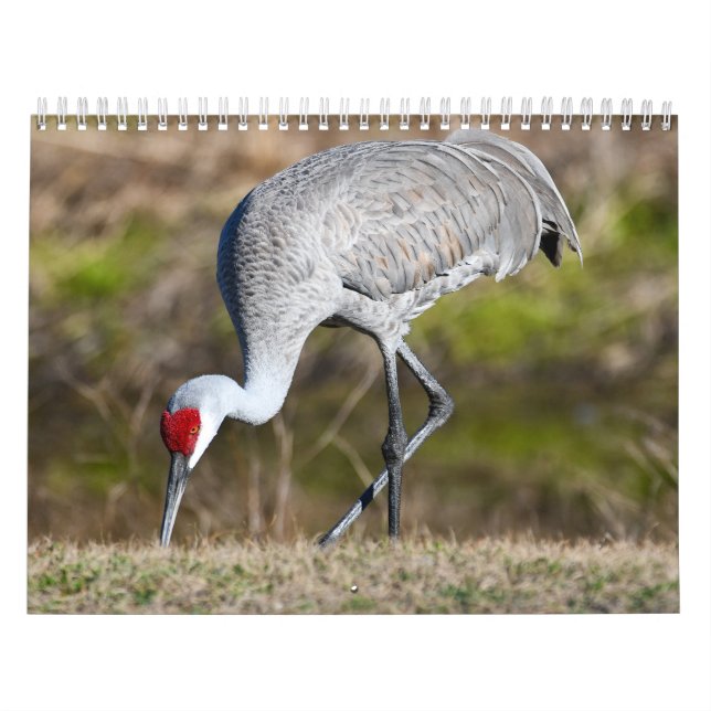2027 Nature Calendar (Cover)