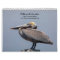 2027 Pelicans of Florida | Coastal Wildlife