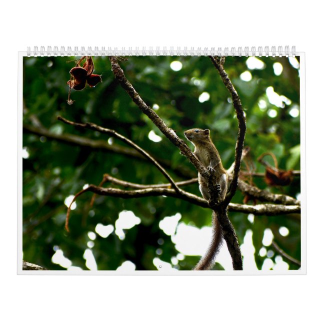 2027 Wildlife Photography Calendar (Cover)