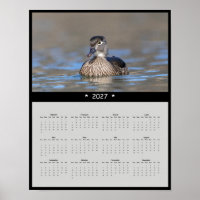 2027 Wood Duck Wall Calendar - Colourful Waterfowl