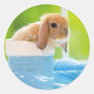 20_baby_animals (4) BABY BUNNY RABBIT blue greens Classic Round Sticker