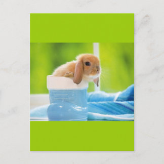 20_baby_animals (4) BABY BUNNY RABBIT blue greens Postcard