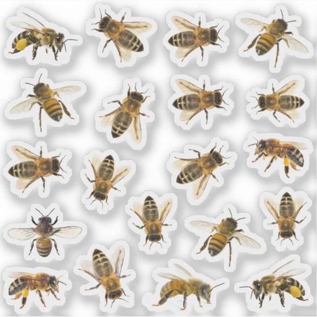 20 Realistic Honeybee Apiary Stickers (Front)