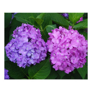 20"x16" Hydrangea Photo Print