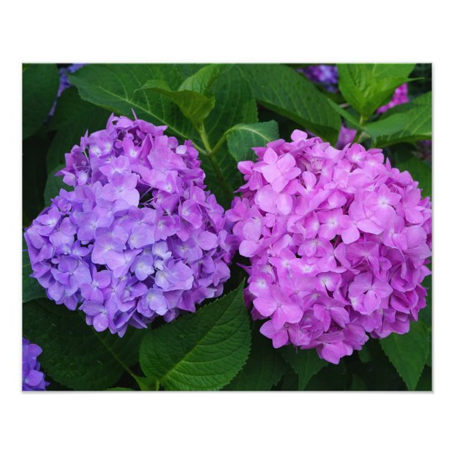 20"x16" Hydrangea Photo Print (Front)