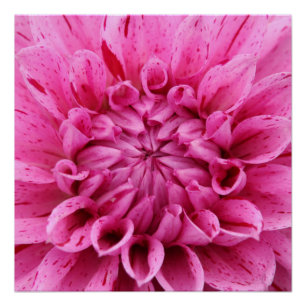 20"x20", Poster Paper (Semi-Gloss) Pink Flower