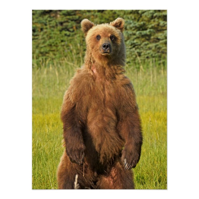 20" x 26.67"  Glossy Poster of grizzly bear (Front)
