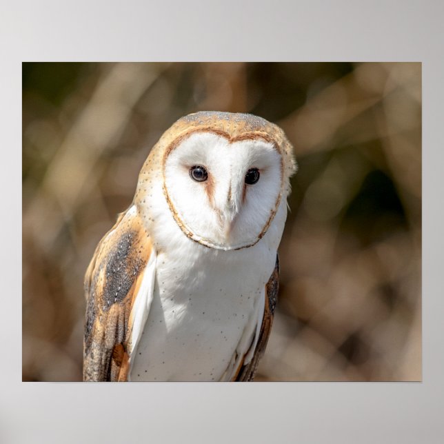 20x16 Barn Owl Poster (Front)