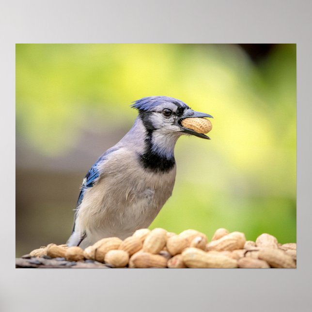 20x16 Blue jay with a peanut Poster (Front)