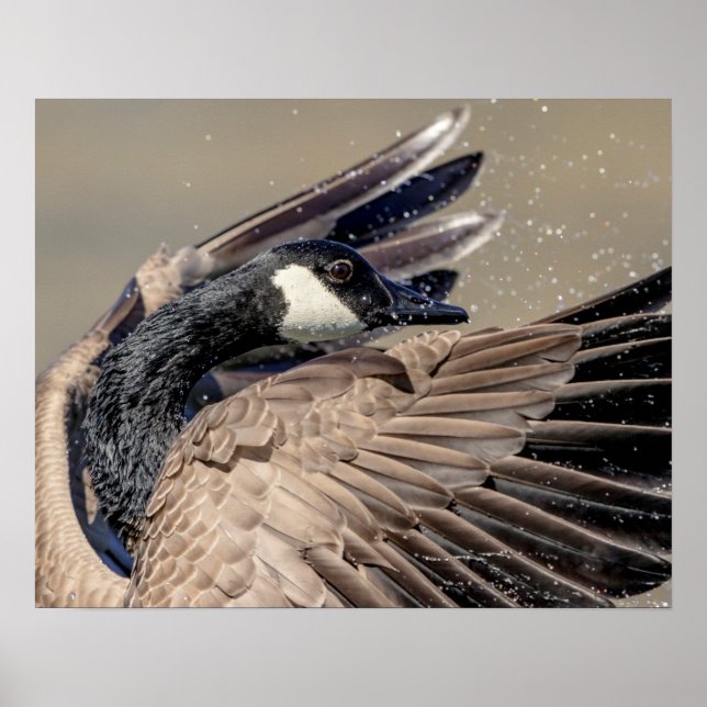 20x16 Canada Goose Poster (Front)