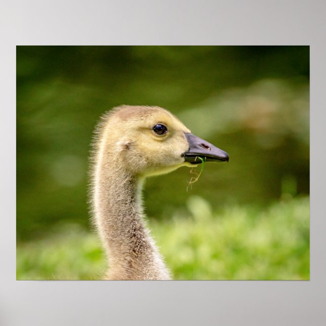 20x16 Canadian Goose (Gosling) Poster (Front)