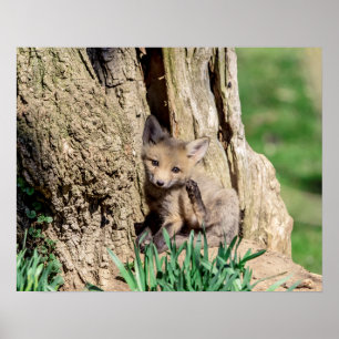 20x16 Fox Kit in the Hudson Valley Poster