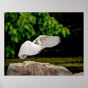 20x16 Great Egret Poster