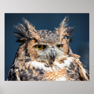 20x16 Great Horned Owl Portrait Poster
