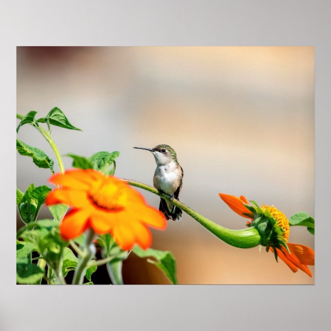 20x16 Hummingbird on a flowering plant Poster (Front)