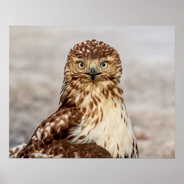 20x16 Immature Red-Tailed Hawk on the ground Poster (Front)