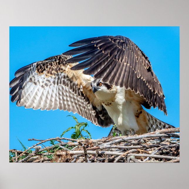 20x16 Juvenile Osprey in the nest Poster (Front)