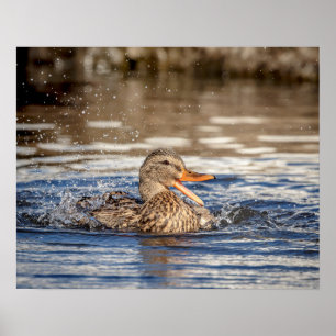 20x16 Mallard Duck at Downing Park Poster