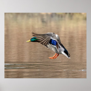 20x16 Mallard Duck in flight Poster