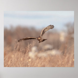 20x16 Northern Harrier Poster