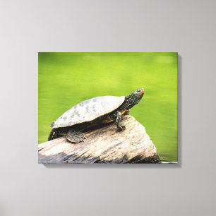 20x16 Painted Turtle on a log Canvas Print