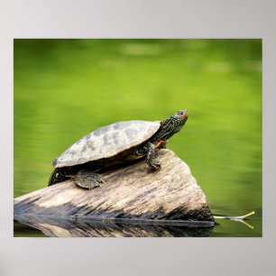 20x16 Painted Turtle on a log Poster