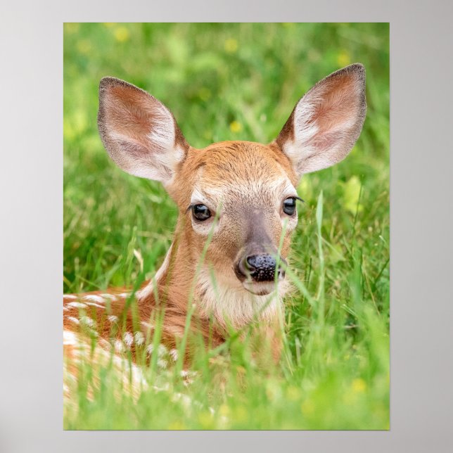 20x16 Portrait of a Fawn (white-tailed deer) Poster (Front)