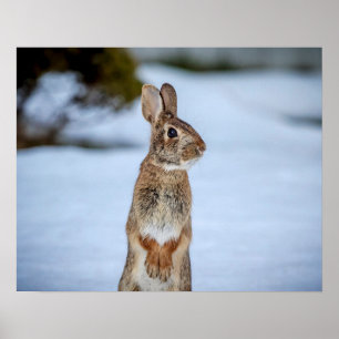 20x16 Rabbit in the snow Poster