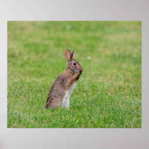 20x16 Rabbit standing in the grass and looking shy Poster