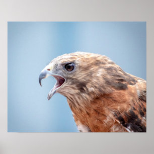 20x16 Red Shouldered Hawk Poster