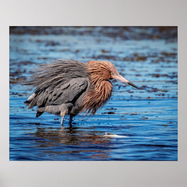 20x16 Reddish Egret on North Beach Poster (Front)