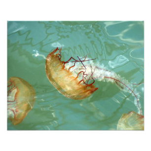 20X16 Sea Nettle Jellyfish Photo Print