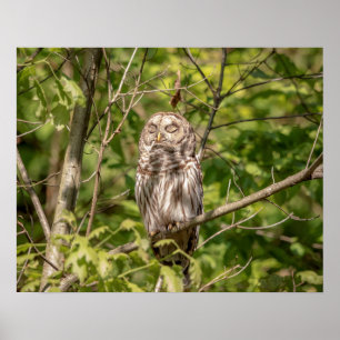 20x16 Sleepy Barred Owl Poster