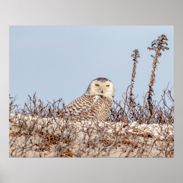 20x16 Snowy owl sitting on the beach Poster (Front)