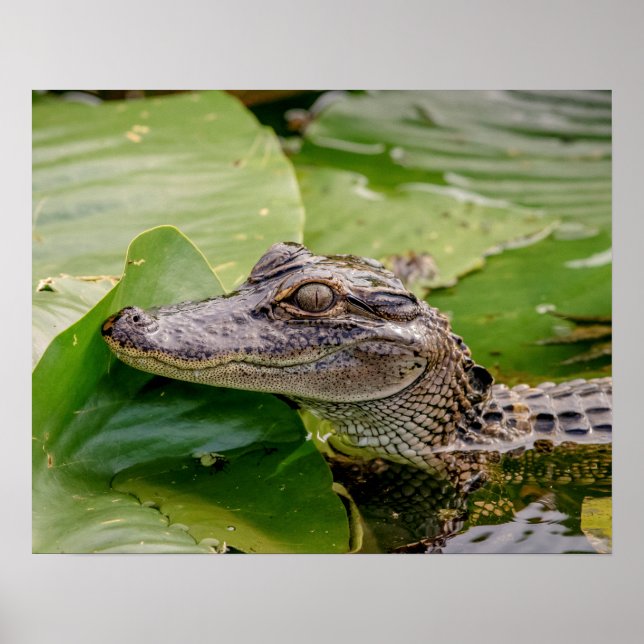 20x16 Young Alligator Poster (Front)