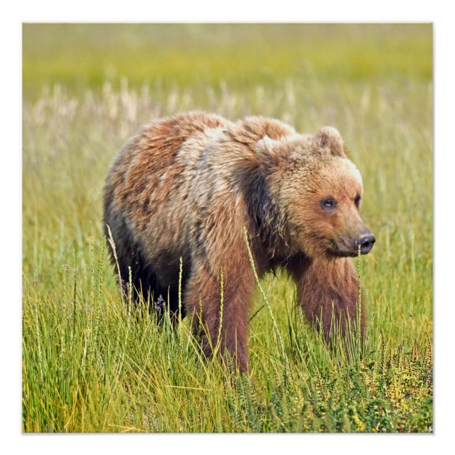 20x20 Glossy Poster  of grizzly bear (Front)