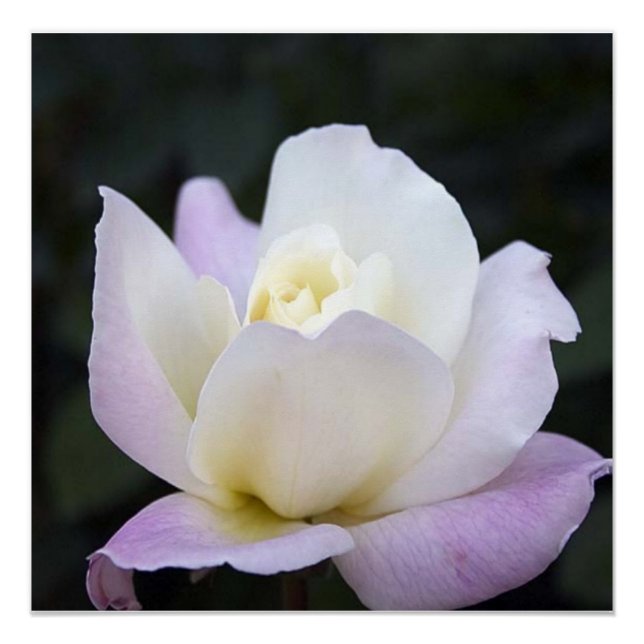 20x20 poster (Front)