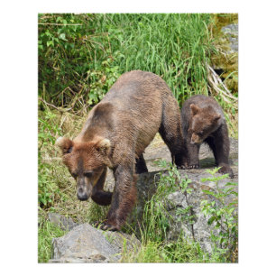 20x25 Glossy Poster w/ grizzly bear & cub
