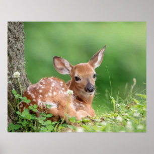 20x6 Adorable Fawn laying under a tree Poster