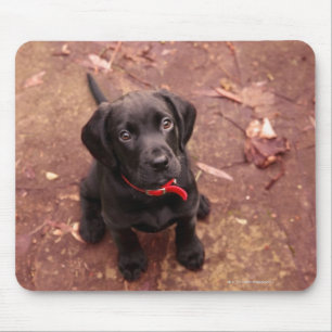 21 Week Old Black Lab Mouse Pad