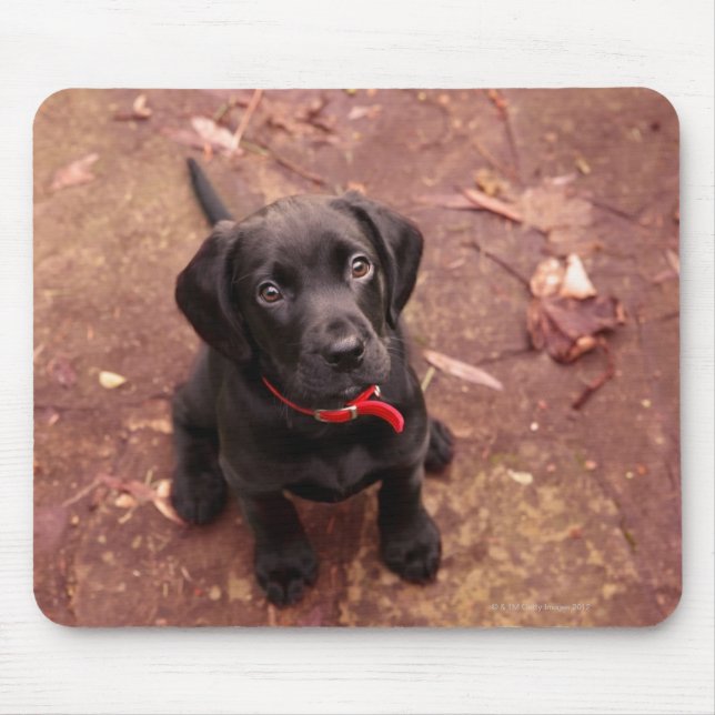 21 Week Old Black Lab Mouse Pad (Front)
