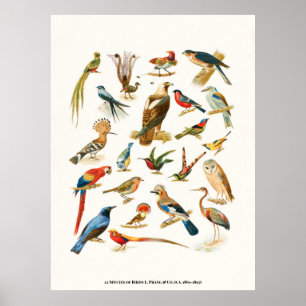 22 Species of Birds L. Prang & Co Botanical Poster
