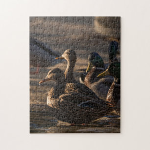 2318-Female Mallard Ducks in Pond Puzzle