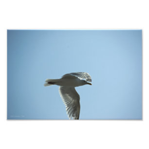 2367 PHOTO PRINT